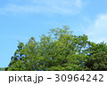 新緑と青空(浜松市浜北区森林公園) 30964242