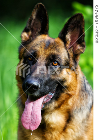 Portrait german shepherd dog in the grass 30964275