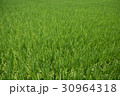 たんぼ 田んぼ 田圃 30964318