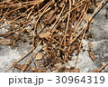 枯れ 枯れた 立ち枯れ 30964319