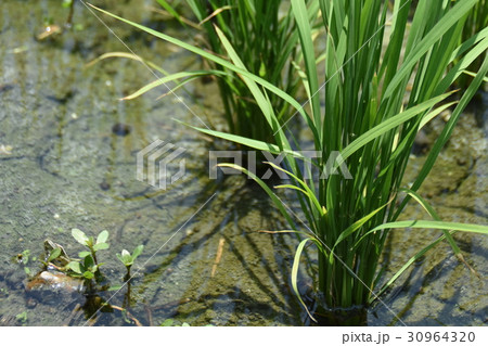 水 水分 ウォーター 30964320