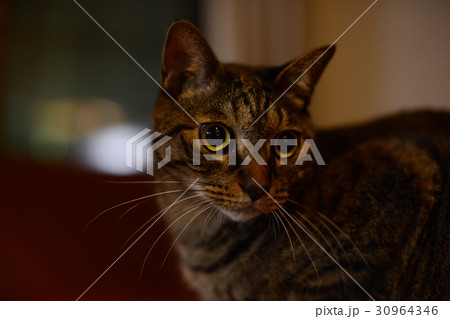 夜の猫 夜の猫 30964346