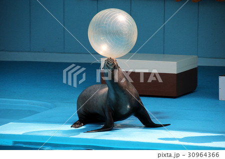 アシカショー 30964366