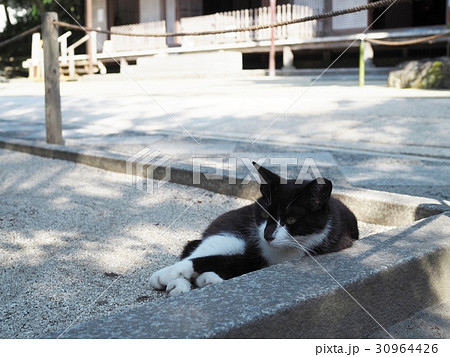 ねこ ねこ 30964426