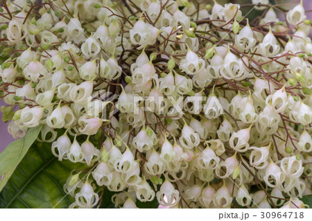 ピンポンノキ ピンポンノキ 30964718