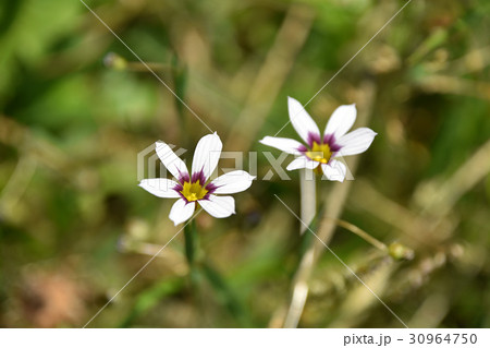 ニワゼキショウ（庭石菖） 30964750