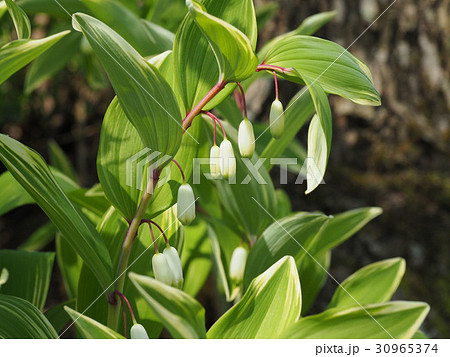 アマドコロ アマドコロ 30965374