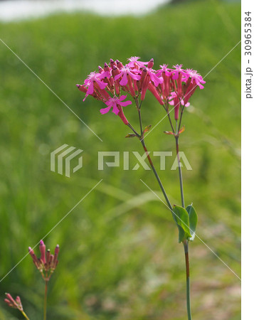 ムシトリナデシコ 30965384