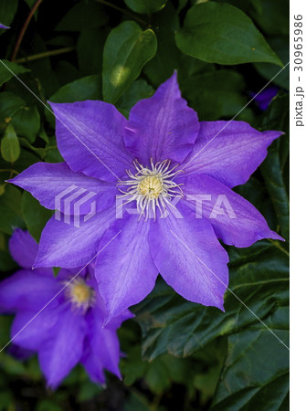 クレマチス クレマチス 30965986