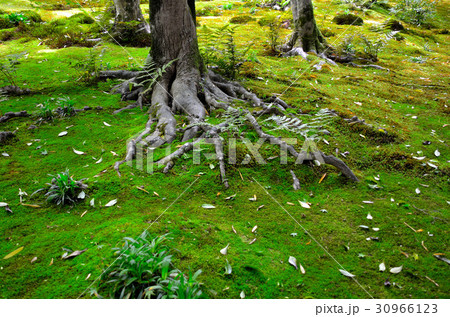 京都の旅 30966123