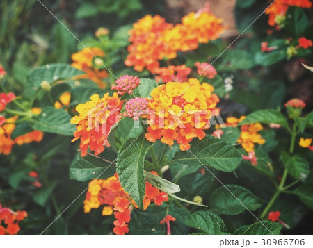 Orange flower 30966706