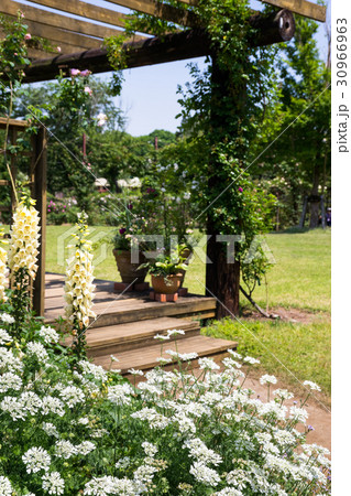 花の寄せ植え 花の寄せ植え 30966963