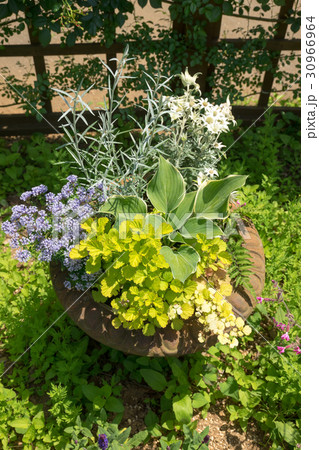 花の寄せ植え 花の寄せ植え 30966964
