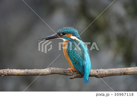 カワセミ 30967118