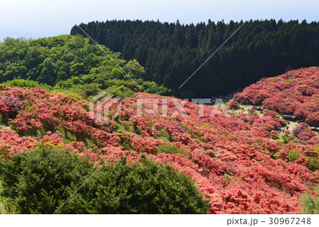 奈良県 御所市 葛城山のツツジの写真素材