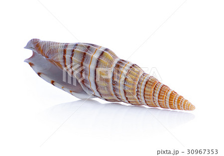 sea shell isolated on white sea shell isolated on white 30967353