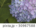 あじさいの花 クローズアップ 30967588