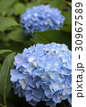青いあじさいの花 30967589