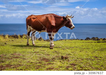 Beef on easter island cliffs 30967637