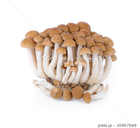 shimeji mushrooms brown varietie isolated on white 30967689