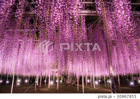 あしかがフラワーパーク　大藤ライトアップ 30967855