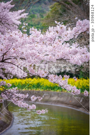 桜 さくら サクラ 30968124