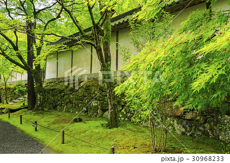 二尊院　新緑 30968233