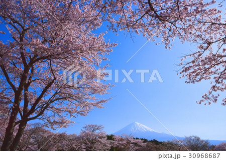 富士山と桜 富士山と桜 30968687