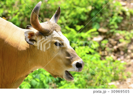 bison grass bison grass 30969505