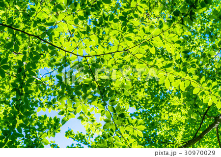 新緑エコイメージ 30970029