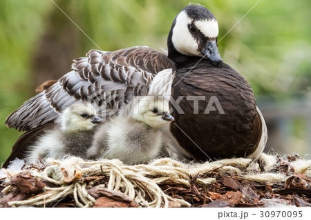 Canada goose, Branta canadensis 30970095