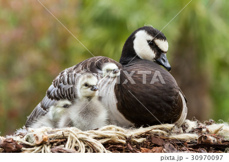 Canada goose, Branta canadensis 30970097