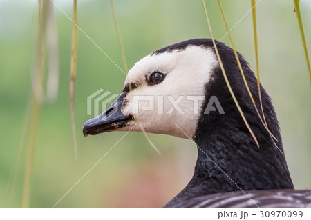 Canada goose, Branta canadensis Canada goose, Branta canadensis 30970099