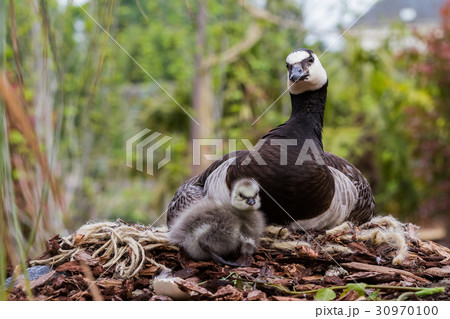 Canada goose, Branta canadensis Canada goose, Branta canadensis 30970100