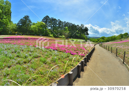 埼玉　秩父　羊山公園 30970258