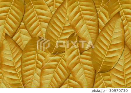 leaves falling leaves falling 30970730