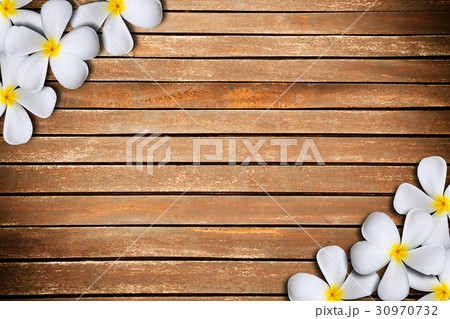 plumeria flower frame plumeria flower frame 30970732