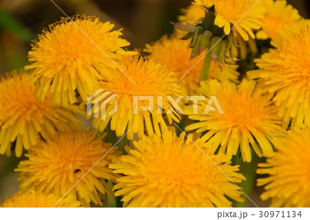 たんぽぽ たんぽぽ 30971134