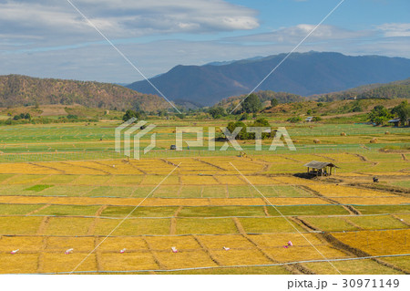 Garlic field with hut in Pai, Thailand Garlic field with hut in Pai, Thailand 30971149