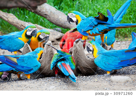 hungry colorful macaw 30971260