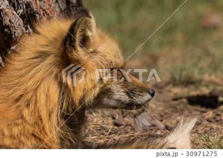 Red Fox Portrait Red Fox Portrait 30971275