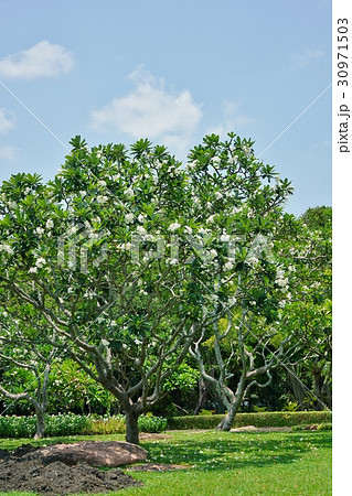 ラオスの国花、プルメリア(和名:インドソケイ) ラオスの国花、プルメリア(和名:インドソケイ) 30971503