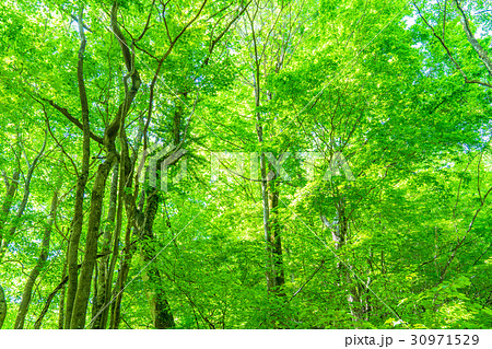 新緑エコイメージ 30971529