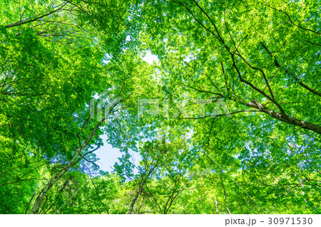 新緑エコイメージ 30971530