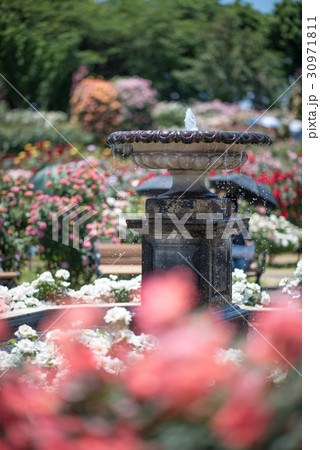 京成バラ園 京成バラ園 30971811