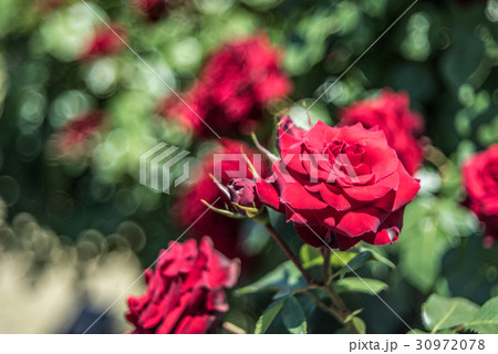 オールドレンズのバブルボケVEB Pentacon AV(Diaplan) 80m京成バラ園の薔薇 30972078