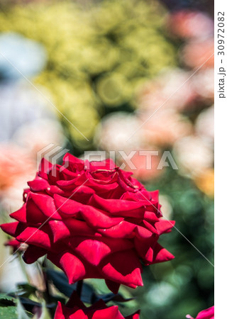 オールドレンズのバブルボケVEB Pentacon AV(Diaplan) 80m京成バラ園の薔薇 オールドレンズのバブルボケVEB Pentacon AV(Diaplan) 80m京成バラ園の薔薇 30972082
