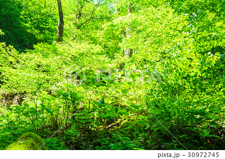 新緑エコイメージ 新緑エコイメージ 30972745
