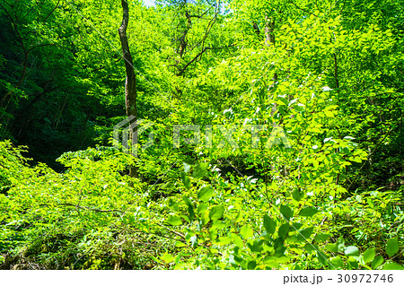 新緑エコイメージ 新緑エコイメージ 30972746