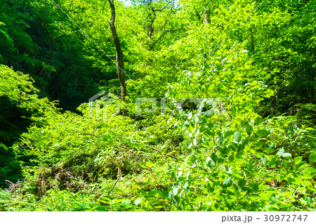新緑エコイメージ 新緑エコイメージ 30972747